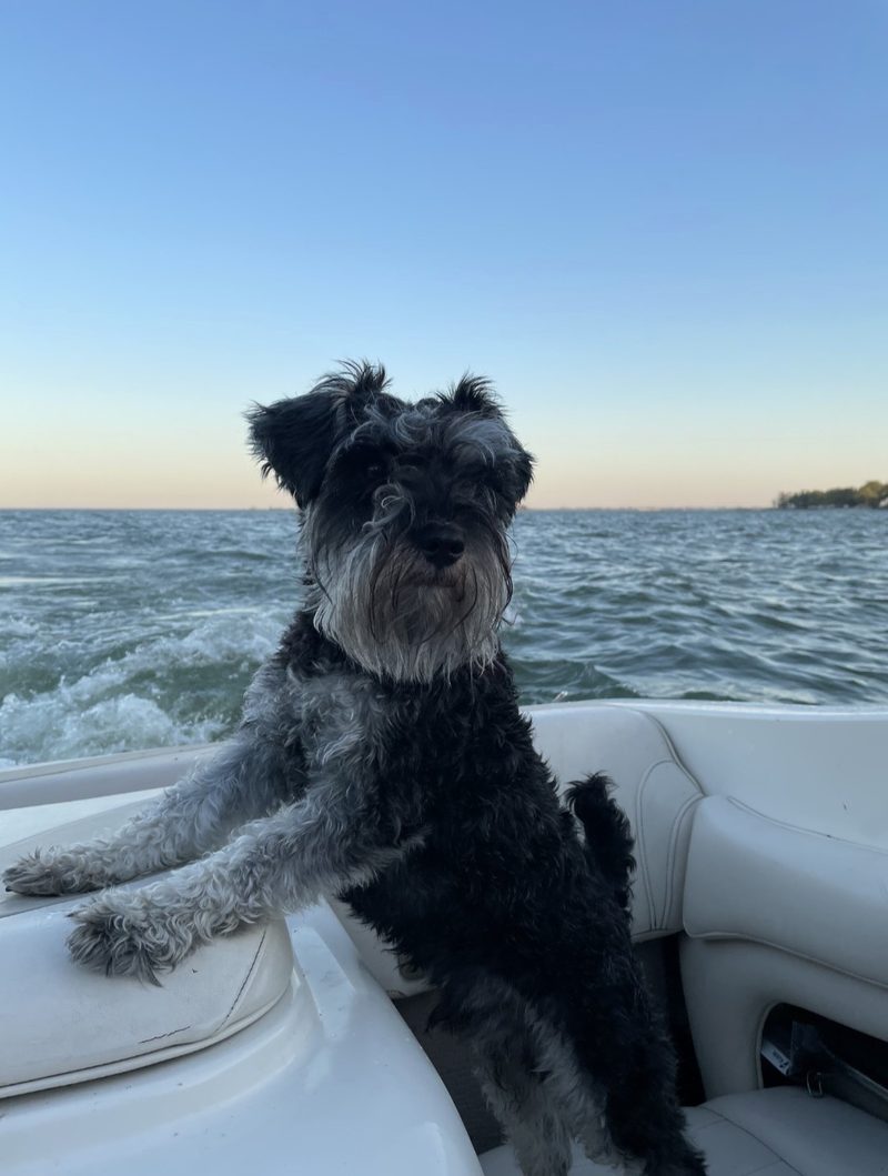 Fridge the Office Dog