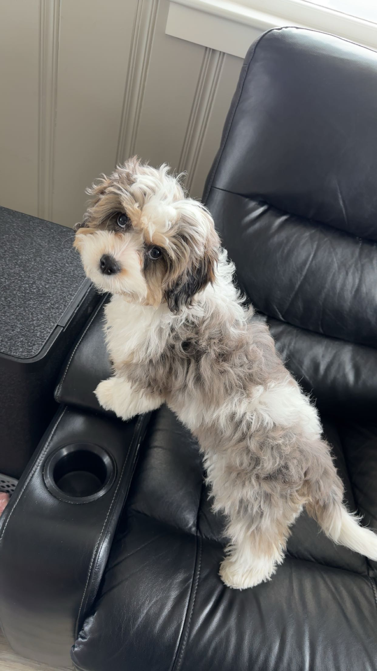 Rosie the office puppy
