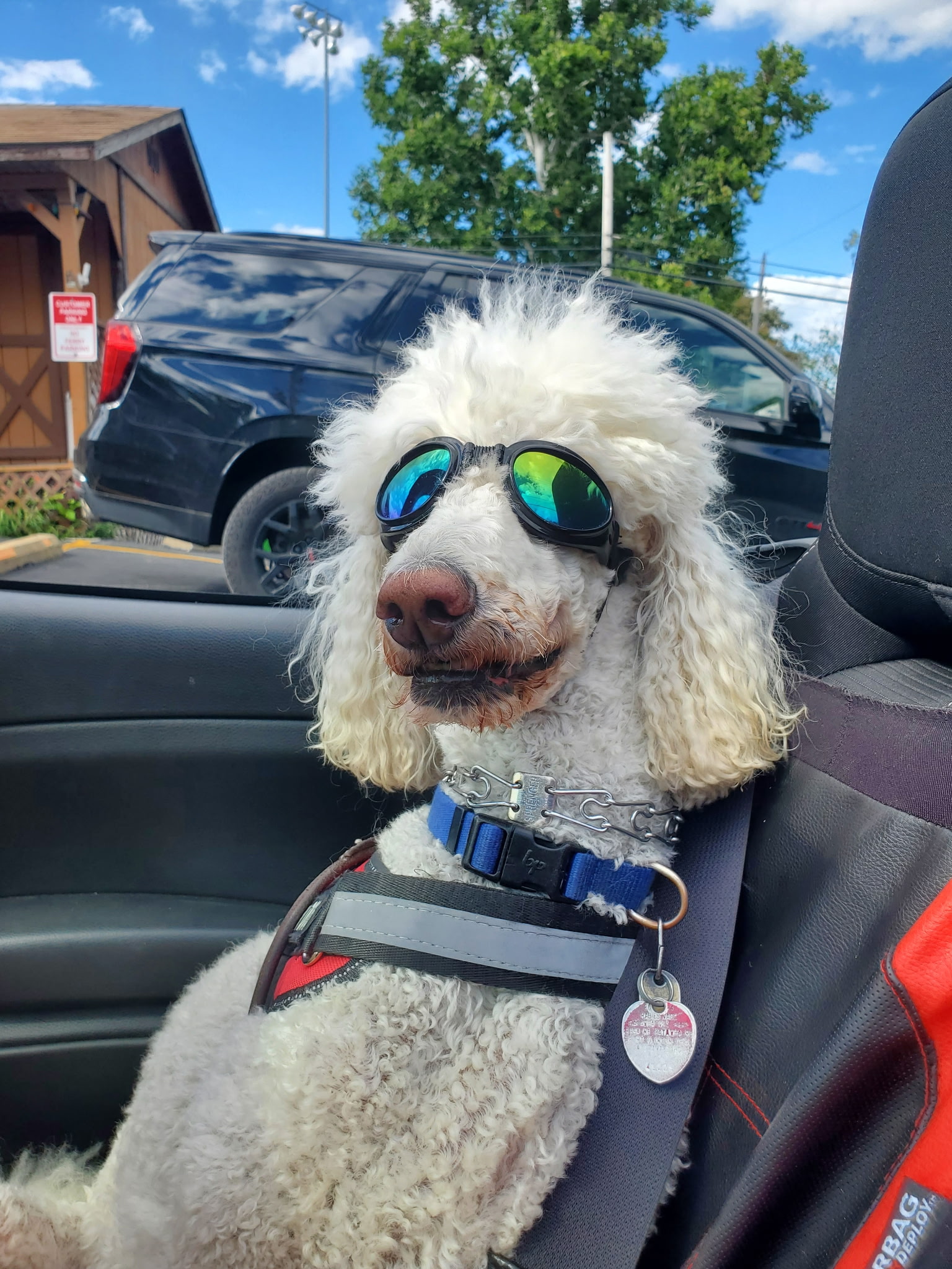 Teddy the Doodle wearing sunglasses
